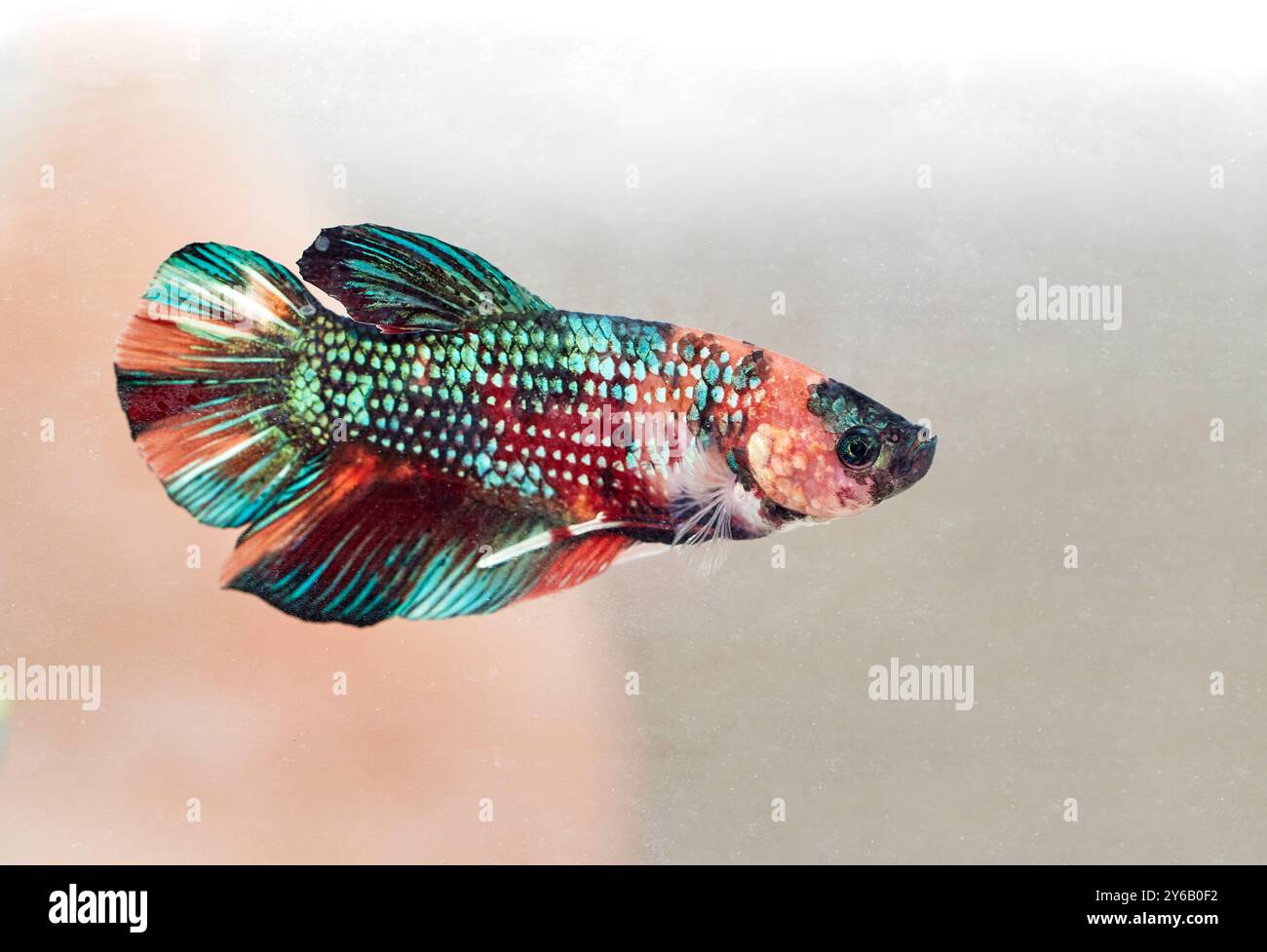 Bunte Beta Fighting Fish in einem Fischtank Stockfoto