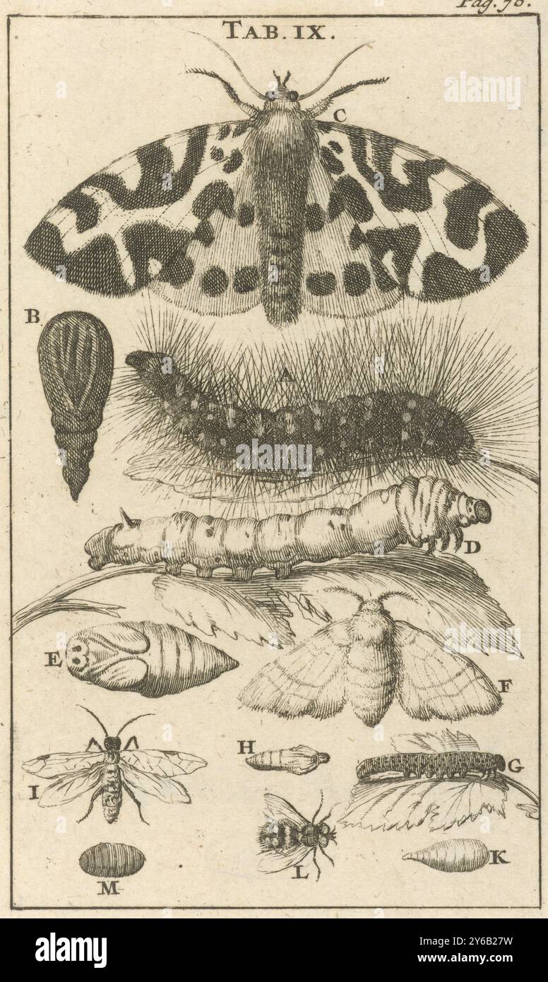 Raupen, Puppen und Schmetterlinge IX, bedruckt oben in der Mitte und oben rechts: Lasche. IX. Seite: 76., Druck, Druckerei: Jan Luyken, Verlag: Jan Claesz Ten Hoorn, Amsterdam, 1680, Papier, Ätzen, Höhe, 135 mm x Breite, 79 mm Stockfoto