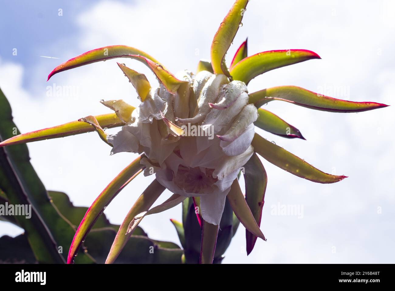 Abwärtsansicht der Drachenfrucht. Drachenfrucht hat einen hohen Fasergehalt und hilft, das System zu reinigen, wodurch schlechte Verdauung und Verstopfung vermieden werden. Stockfoto