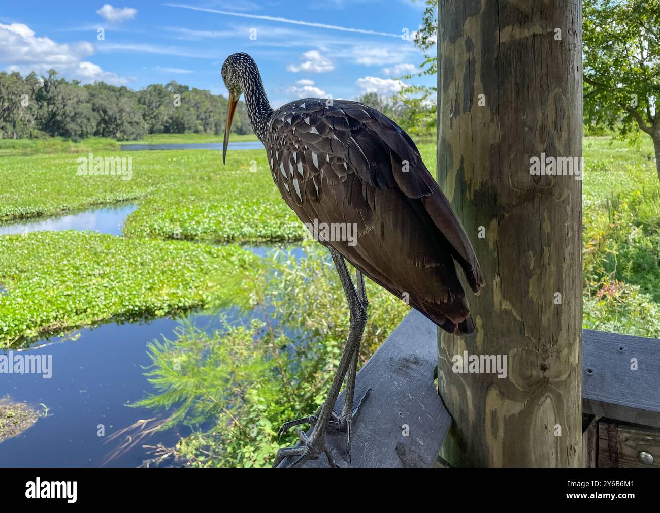 Limpkin (Aramus guarauna) thronte auf dem Geländer eines Gehweges am Alachua Sink entlang des La Chua Trail in Paynes Prairie in Florida. Stockfoto