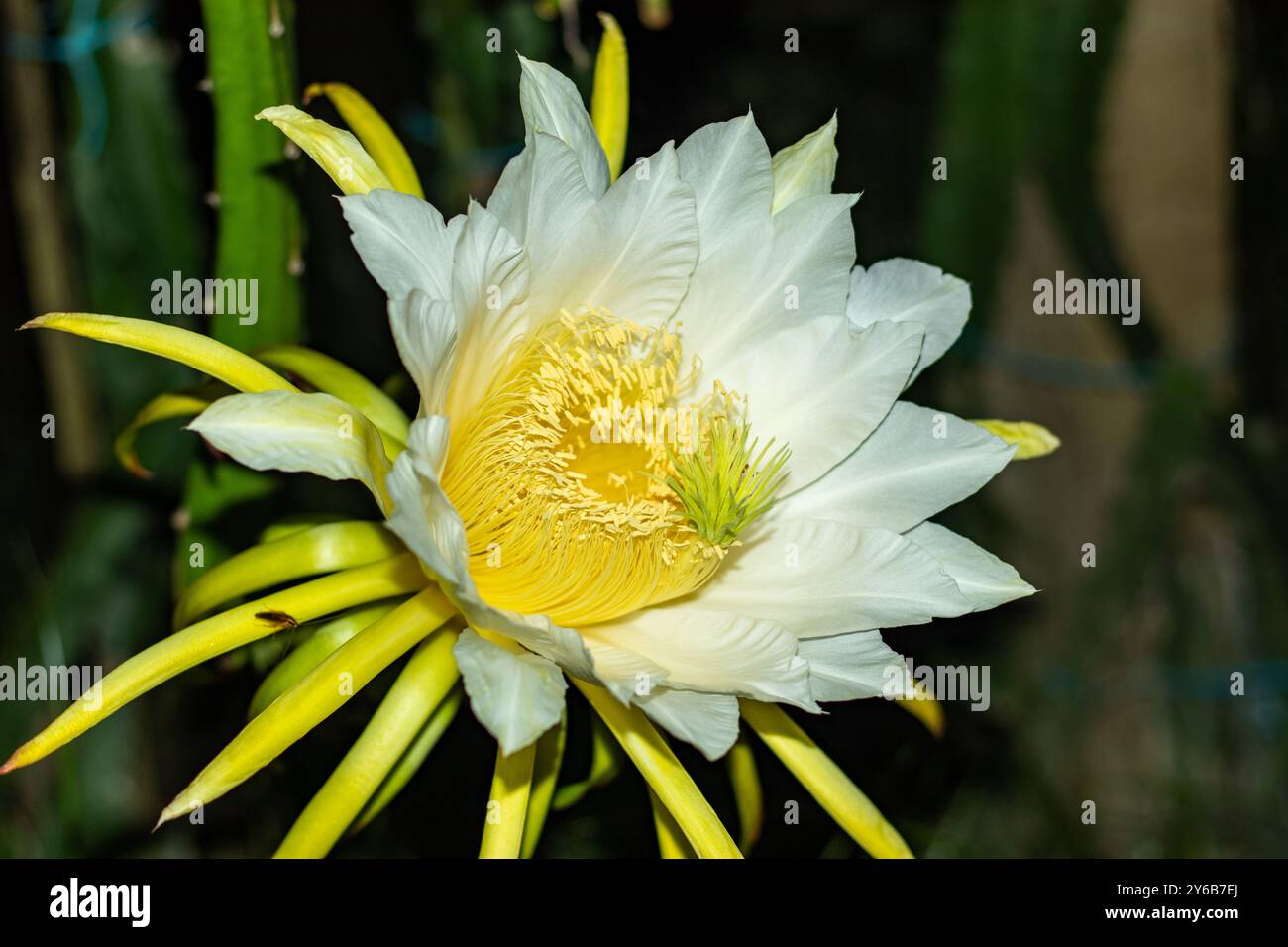 Rosa, Gelb und weiß große Drachenblüten umgeben von weiß-gelben Blüten, die nach der Dämmerung blühen Stockfoto