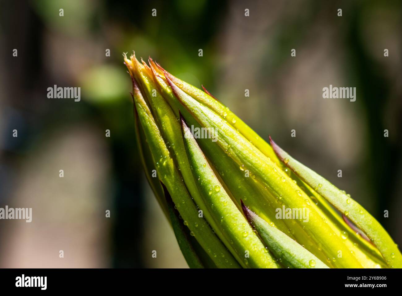 Die Drachenblume wartet auf die Blüte. Diese Blume blüht normalerweise nach 20 Uhr und schließt nach Morgenlicht. Nahaufnahme gelbe Blume Stockfoto