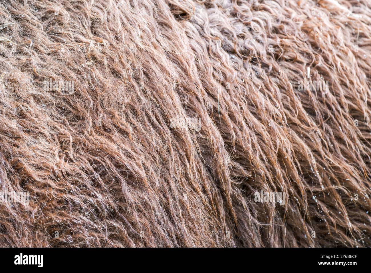 Fell eines Kamels Nahaufnahme. Haariger brauner Hintergrund. Stockfoto