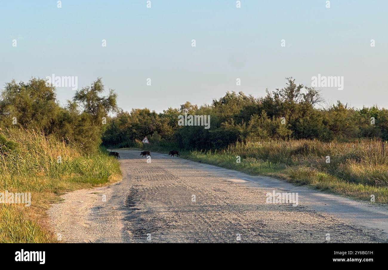 Wildschweine überqueren die Straße in der Camargue Provence in Südfrankreich Stockfoto