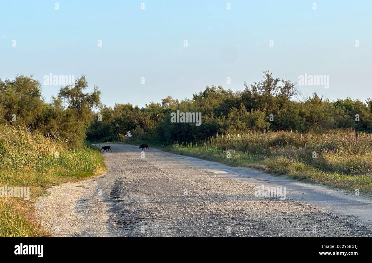 Wildschweine überqueren die Straße in der Camargue Provence in Südfrankreich Stockfoto