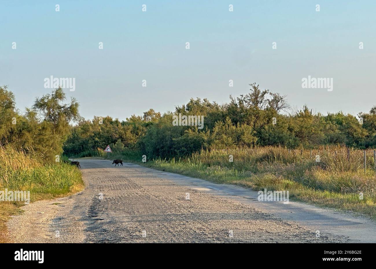 Wildschweine überqueren die Straße in der Camargue Provence in Südfrankreich Stockfoto