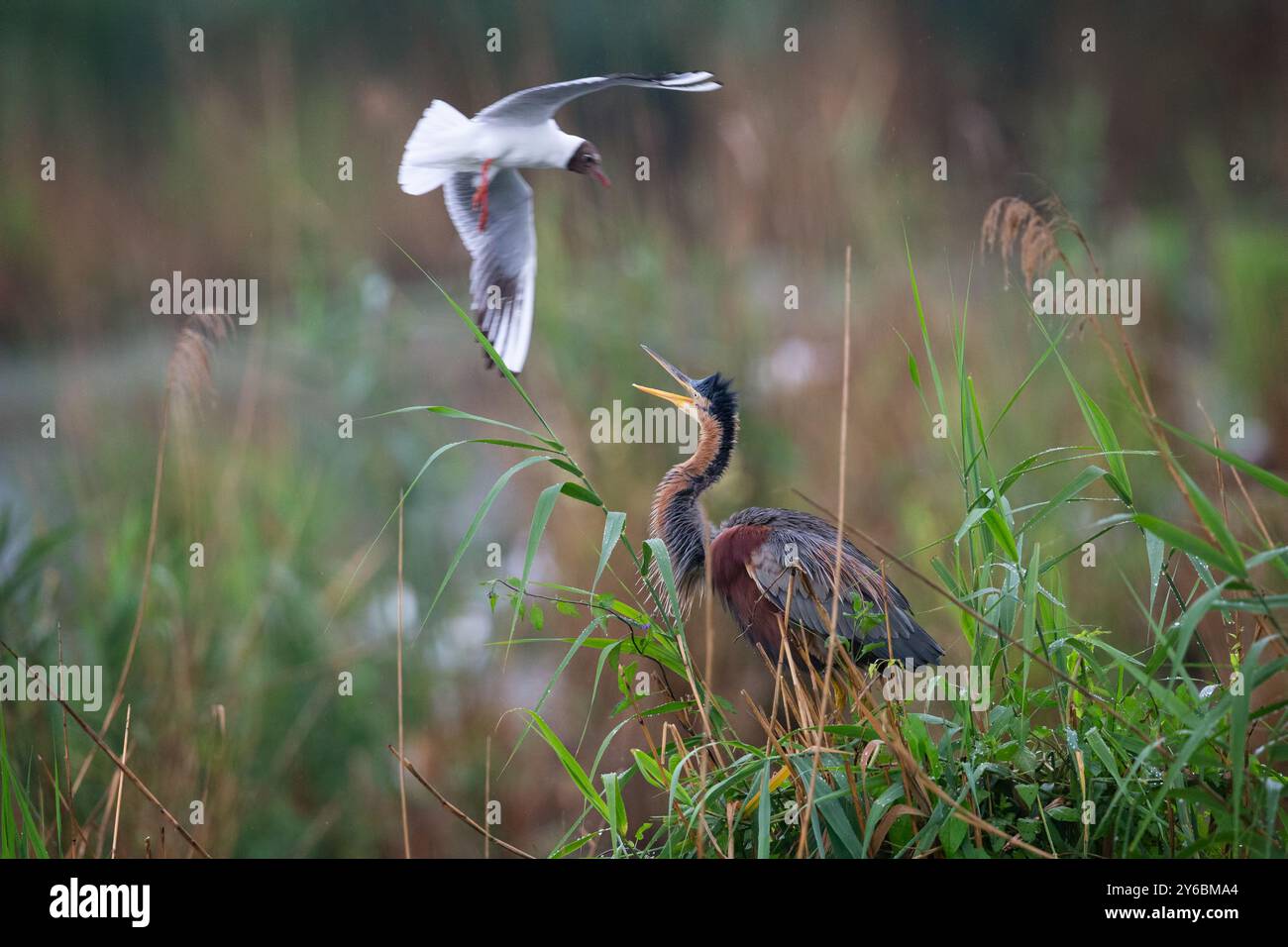 Eine dynamische Szene eines Reihers und einer Möwe, die in einem üppigen, grünen Feuchtgebiet interagieren. Stockfoto