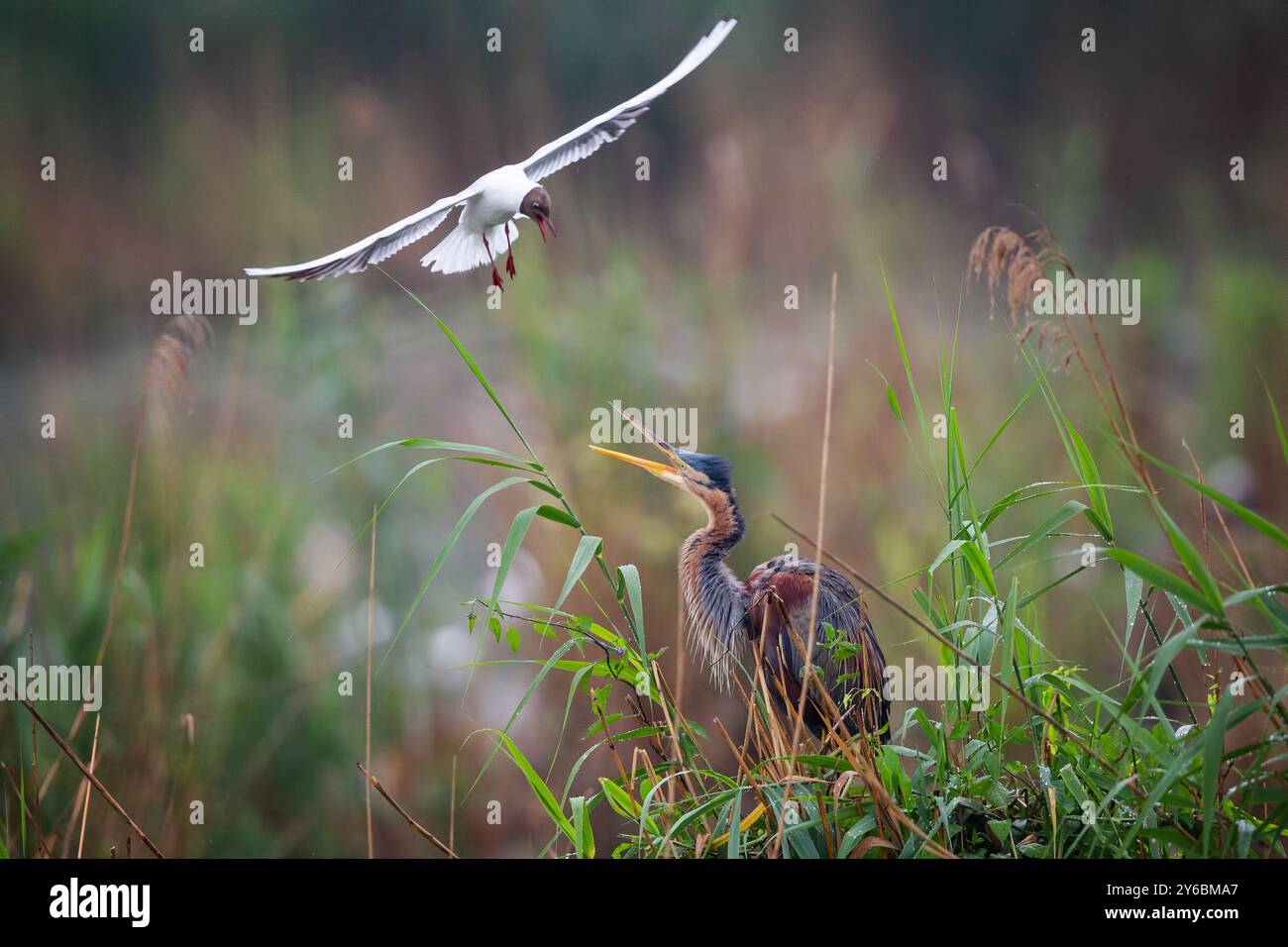 Eine lebendige Szene, in der ein Reiher und eine Möwe in einer üppigen Feuchtlandschaft interagieren. Stockfoto