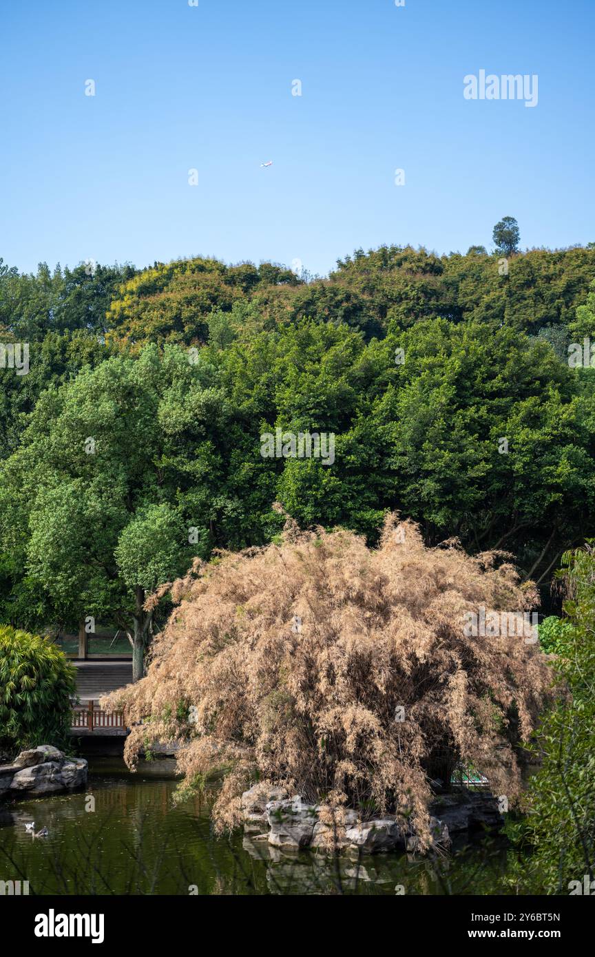Verdorbene Bambusbäume, die im Sommer von extremer Hitze verbrannt wurden, auf einer Seeinsel im Stadtpark, umgeben von grünem Wasser Stockfoto