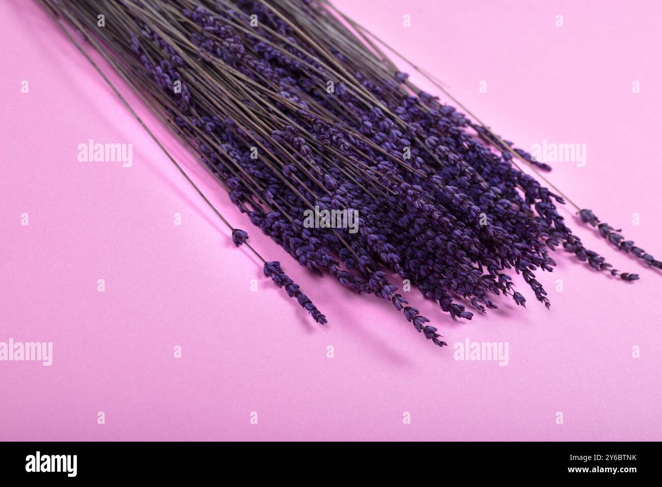 Getrocknete Lavendelblüten auf weichem rosa Hintergrund – Aromatherapie, Natur und minimalistische Blumendekoration für Ruhe und Entspannung Stockfoto