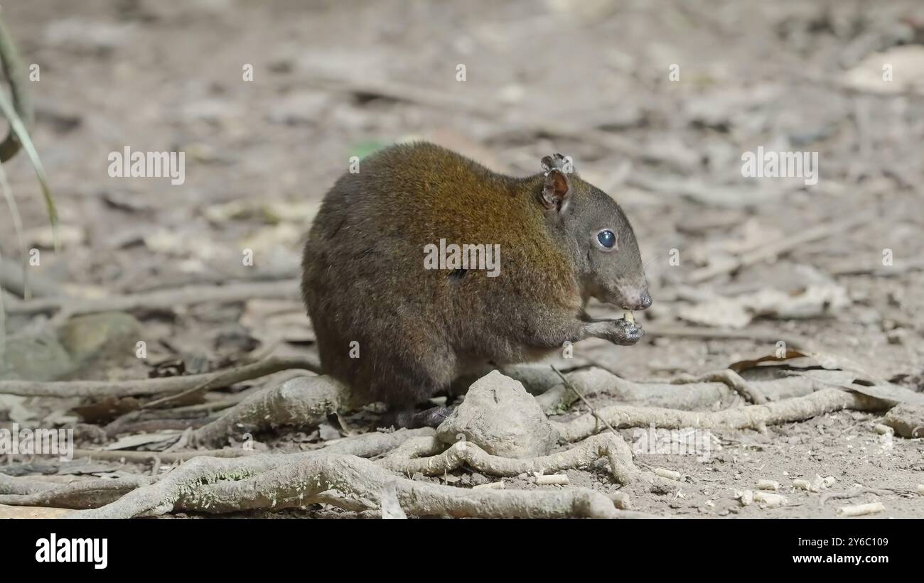 Moschusratte-Känguru, australiens kleinster Makropod, ernährt sich im Regenwald Stockfoto