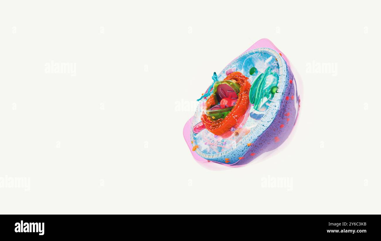 8 Organelle, Organelle in der menschlichen Zellstruktur. Arten menschlicher Zellen Stockfoto