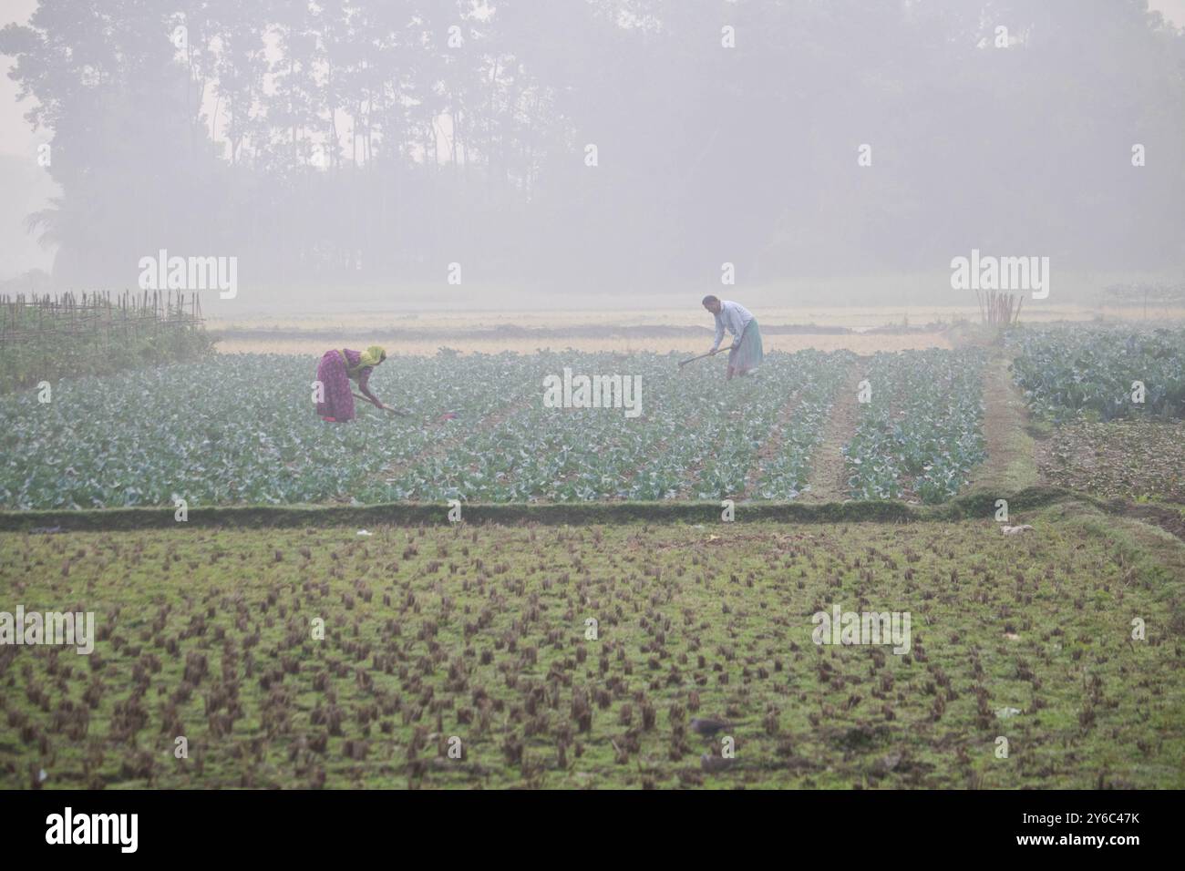 Debidwar, Bangladesch-6. Februar 2024: Frischer Bio-Blumenkohl die rohe Gemüsepflanze von Bangladesch, zum Verkauf in der Marktcumilla. Stockfoto