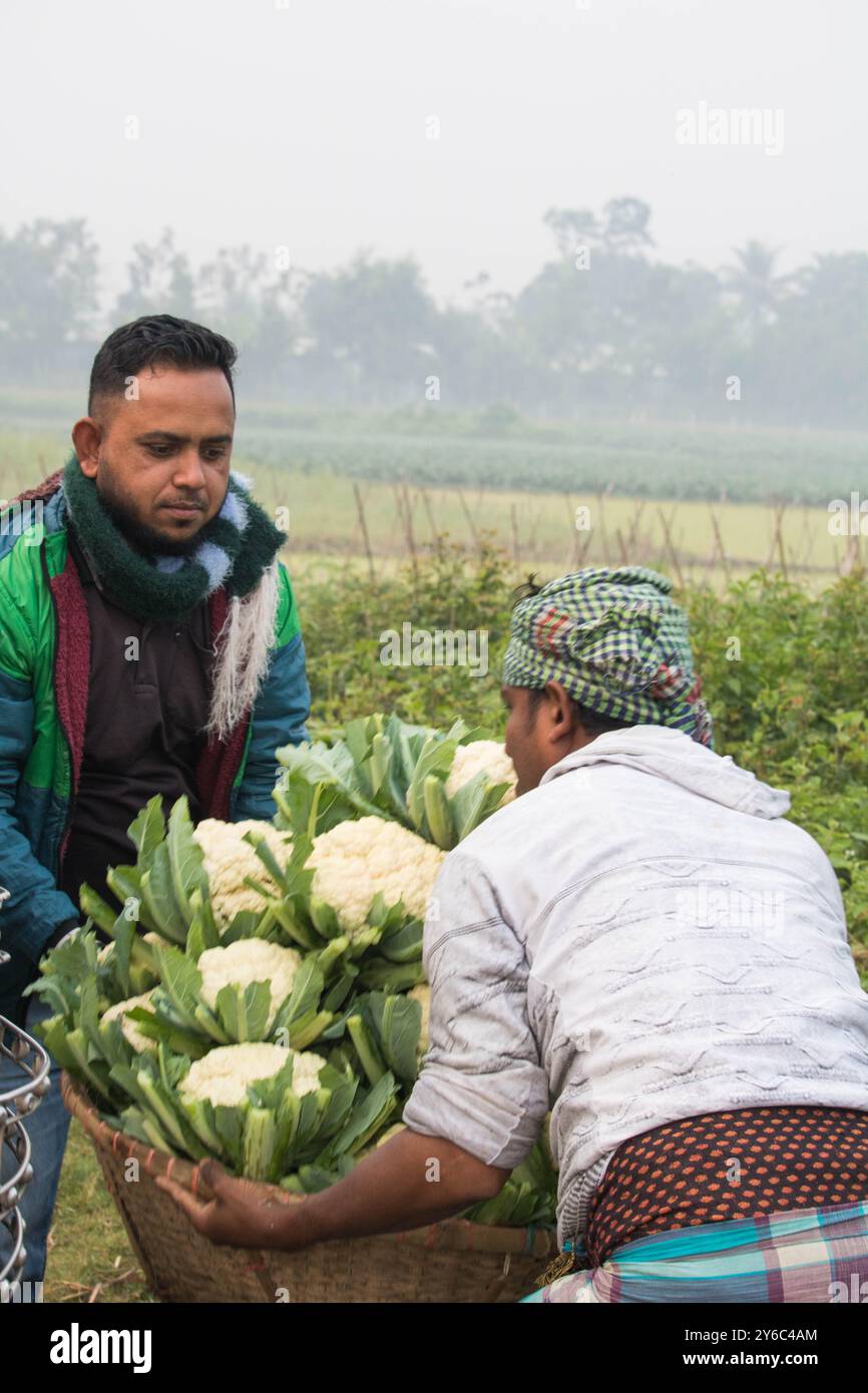 Debidwar, Bangladesch-6. Februar 2024: Frischer Bio-Blumenkohl die rohe Gemüsepflanze von Bangladesch, zum Verkauf in der Marktcumilla. Stockfoto