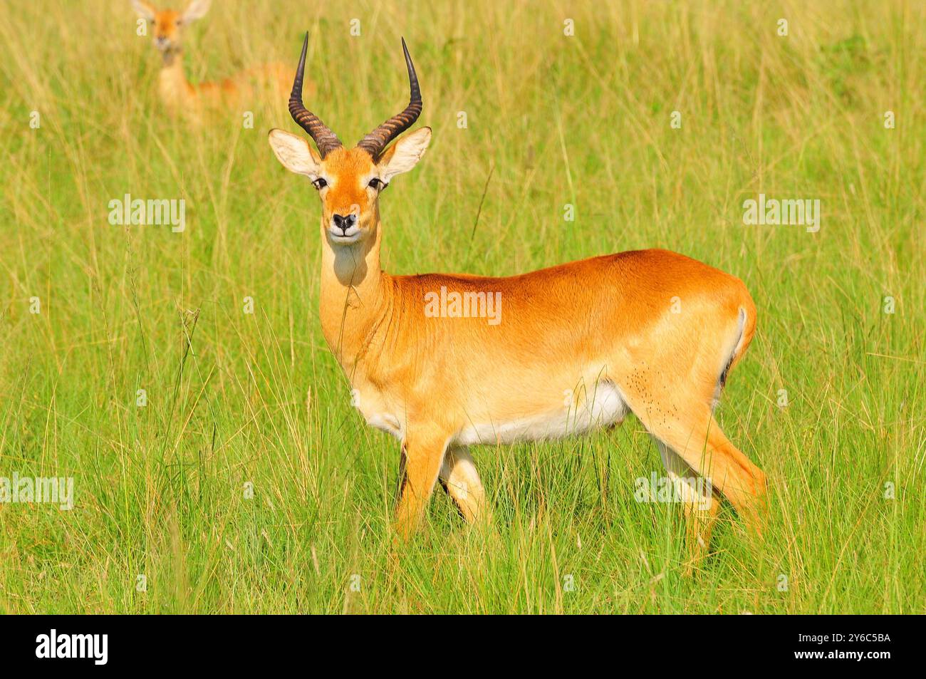 Ein männlicher Uganda Kob im Queen Elizabeth National Park Uganda Stockfoto