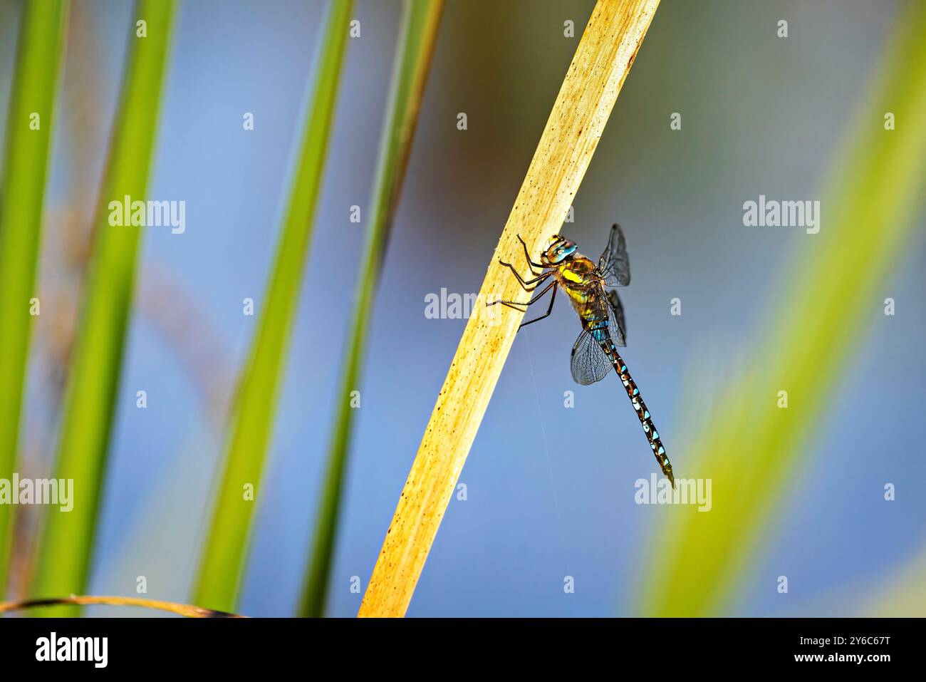 Eine blau-grüne Mosaic Maiden Libelle Stockfoto