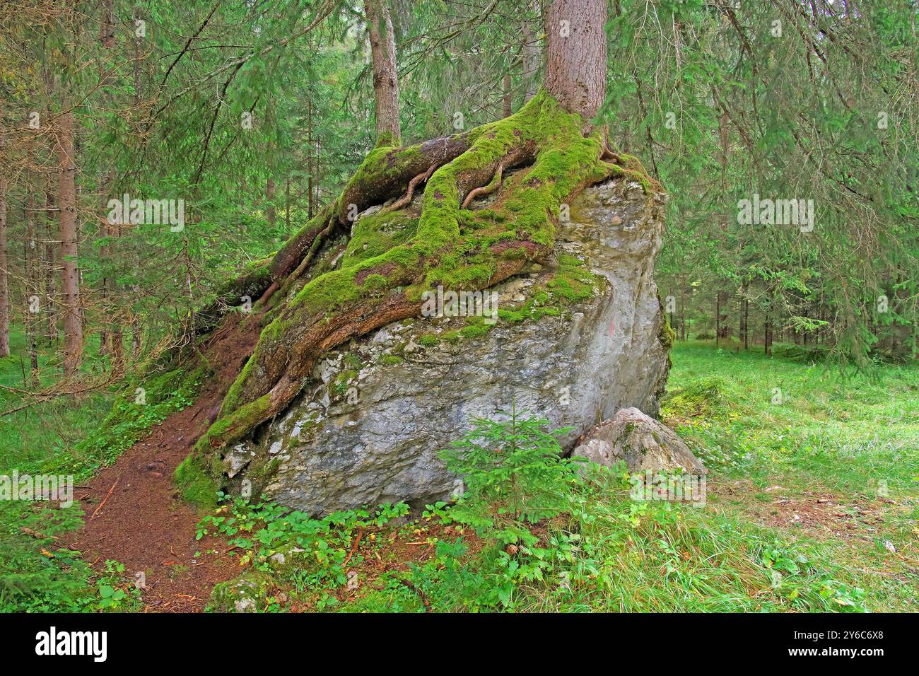 Fichtensämling, der auf einem Felsbrocken sprießt, hat sich zu einer großen Fichte entwickelt, indem seine Wurzeln über dem Felsbrocken in den Waldboden wachsen lassen. Bergwald, Tirol, Österreich Stockfoto