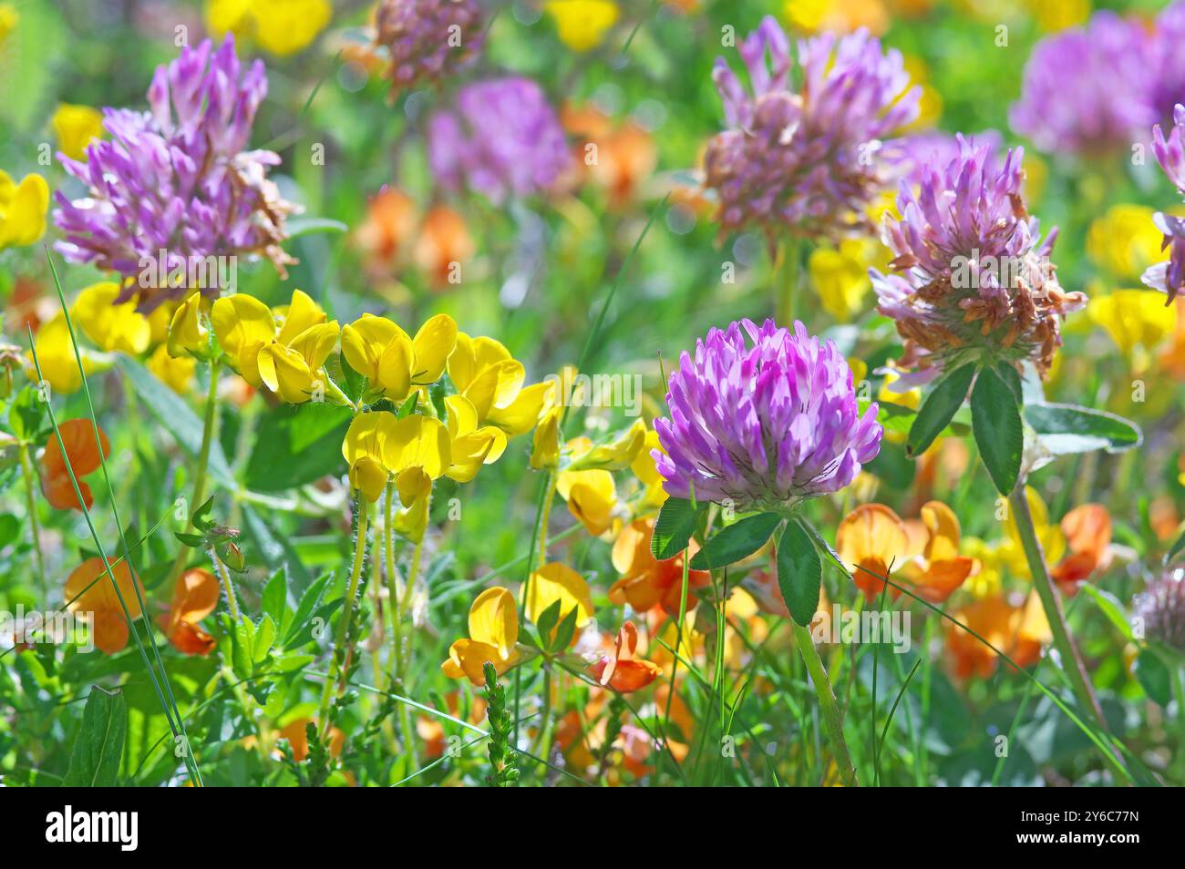 Farbenfrohe Almwiesen mit Roter Klee (Trifolium pratense), Vogelfuss-Trefoil (Lotus corniculatus) und Alpenvogel-Trefoil (Lotus alpinus). Pitztal, Tirol, Österreich Stockfoto