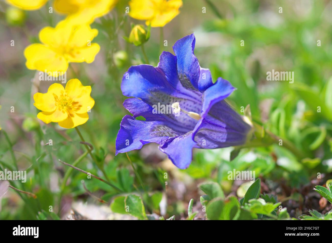 Stielloser Enzian, Trompete Enzian (Gentiana kochiana). Blume neben blühendem goldenem Cinquefoil (Potentilla aurea). Alpen, Tirol, 2100 m, Österreich Stockfoto