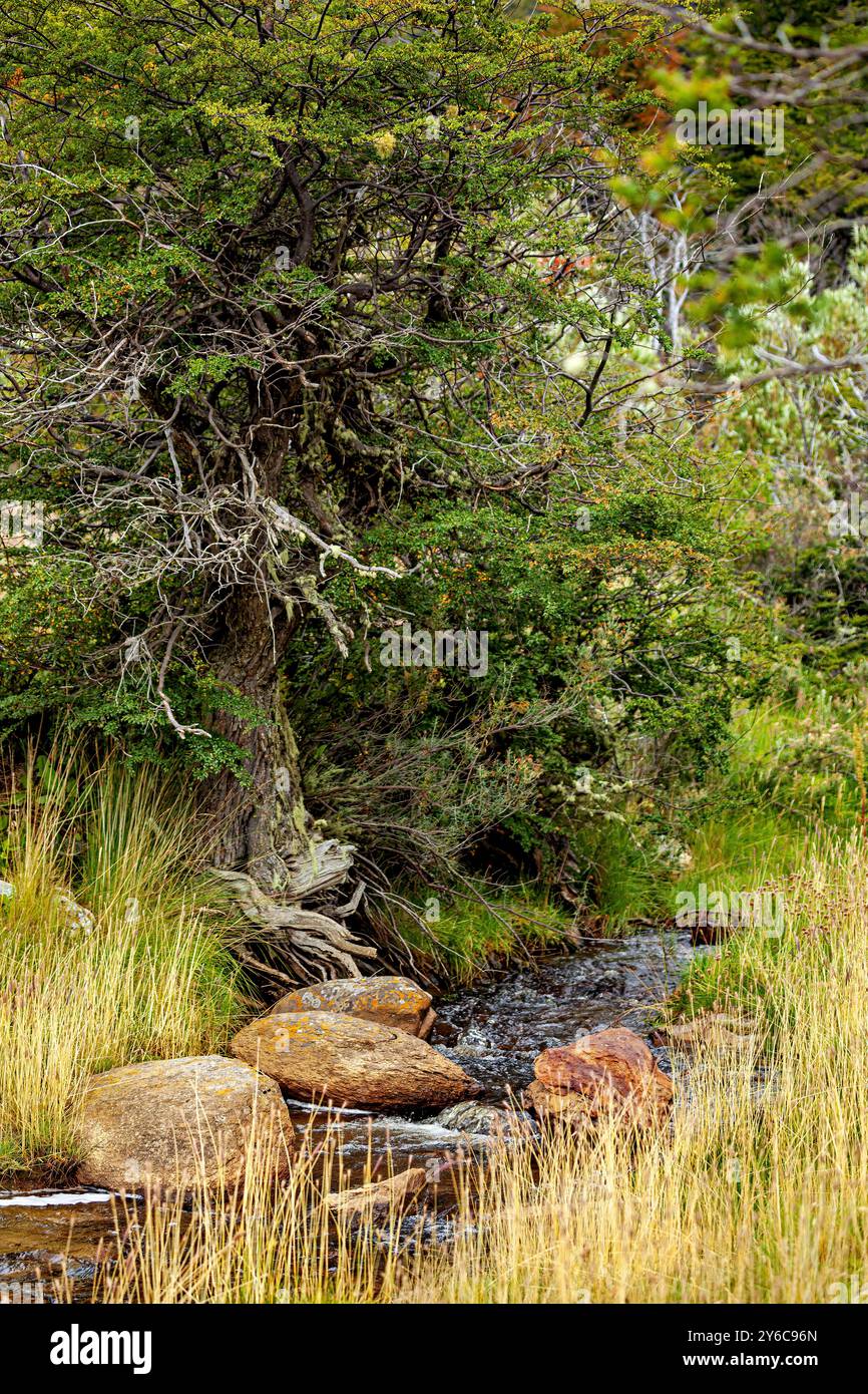 Die Landschaft Patagoniens bei Ushuaia Stockfoto