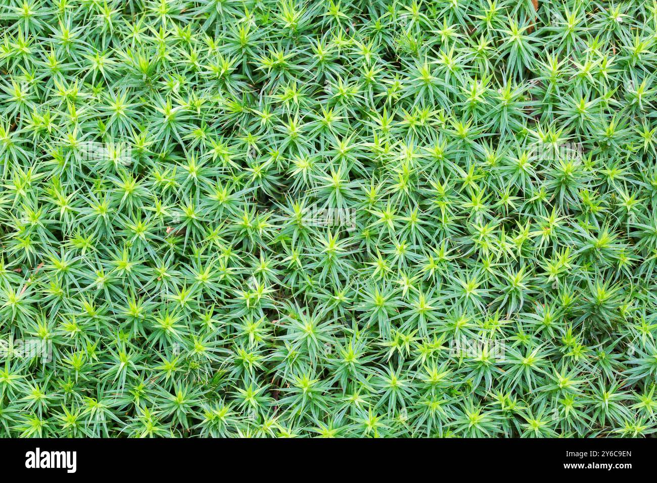 Sternmoos, Haarkappenmoos, Haarmoos (Polytrichum formosum) von oben gesehen. Deutschland Stockfoto