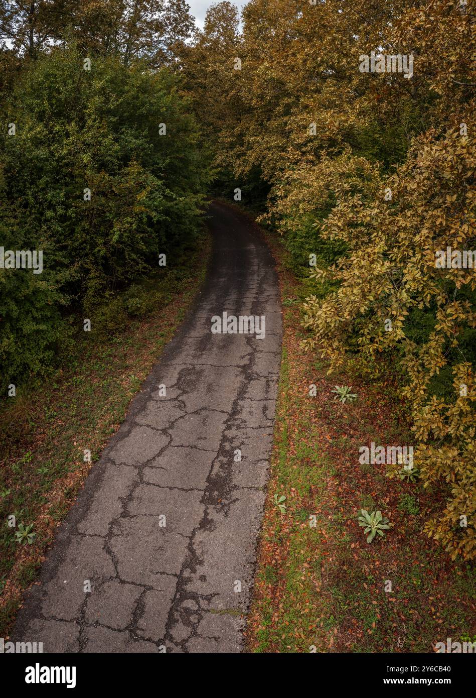 Blick aus der Vogelperspektive auf eine Straße im Wald im Herbst Stockfoto