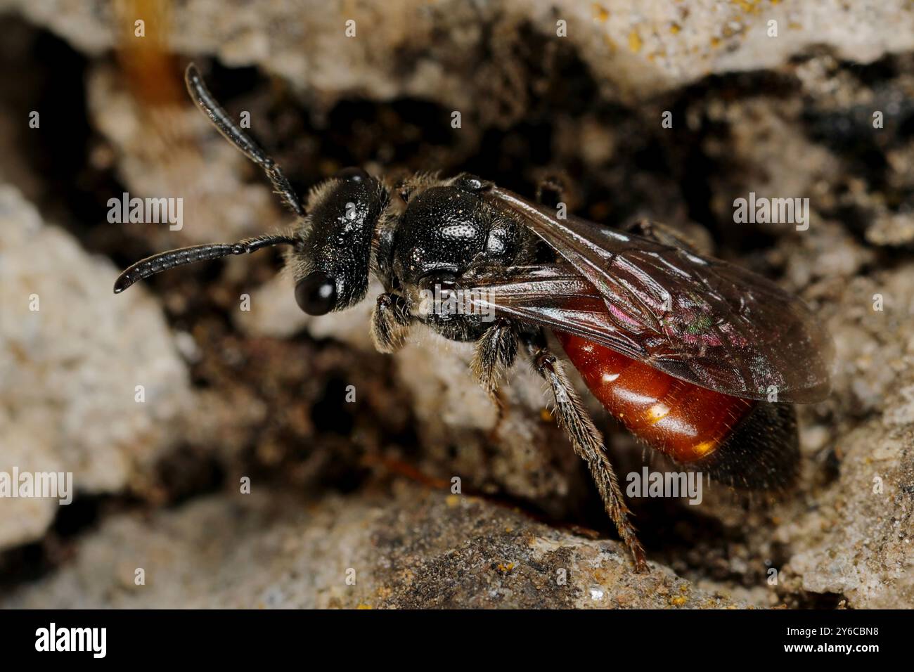 Die Blood Bee (Sphecodes ephippius) an einer Wand. Deutschland Stockfoto