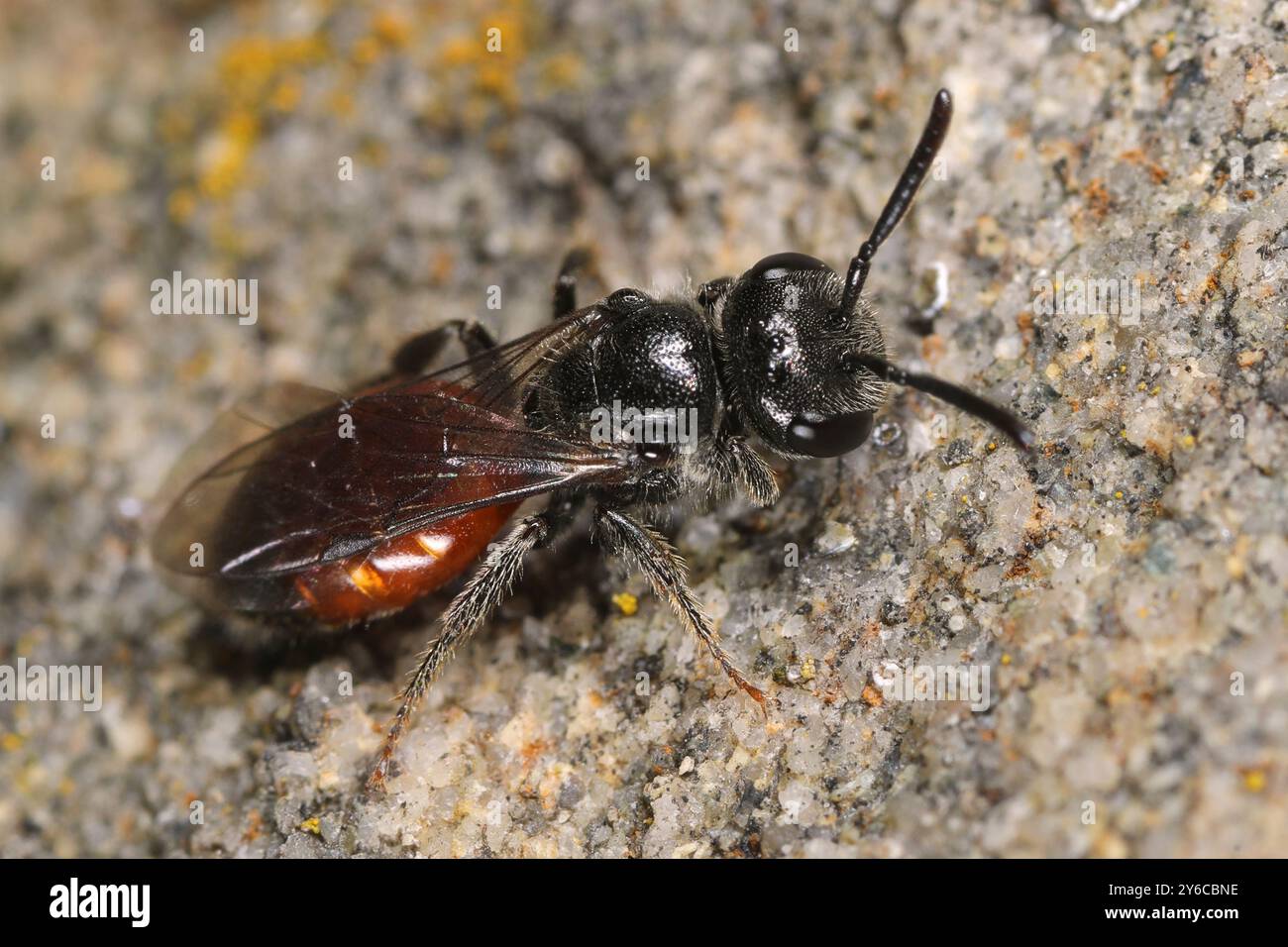 Die Blood Bee (Sphecodes ephippius) an einer Wand. Deutschland Stockfoto