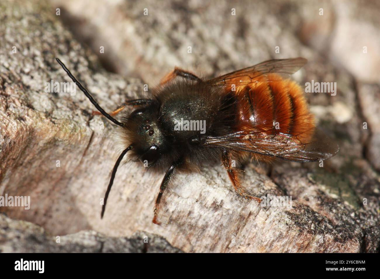 Europäische Orchardbiene (Osmia cornuta). Erwachsener auf Nisthilfe. Deutschland Stockfoto