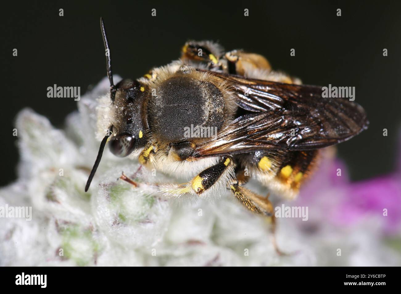 Europäische Wolle Carder Bee (Anthidium manicatum) schlafend auf Woolly Hedgenettle (Stachys byzantina) Blumen, Deutschland Stockfoto