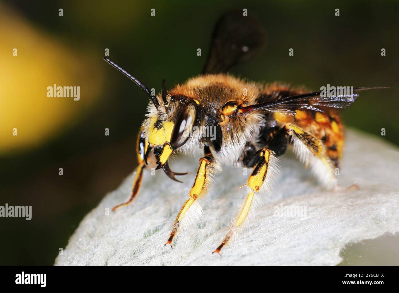 Europäische Wolle Carder Bee (Anthidium manicatum) auf Wollhedgenettle (Stachys byzantina) Blatt, Deutschland Stockfoto