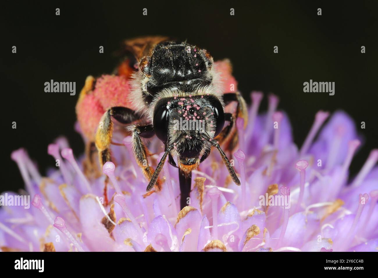 Große skabiöse Bergbaubiene (Andrena hattorfiana). Das Weibchen sammelt Pollen auf der Blüte der blauen Knöpfe (Knautia arvensis). Deutschland Stockfoto