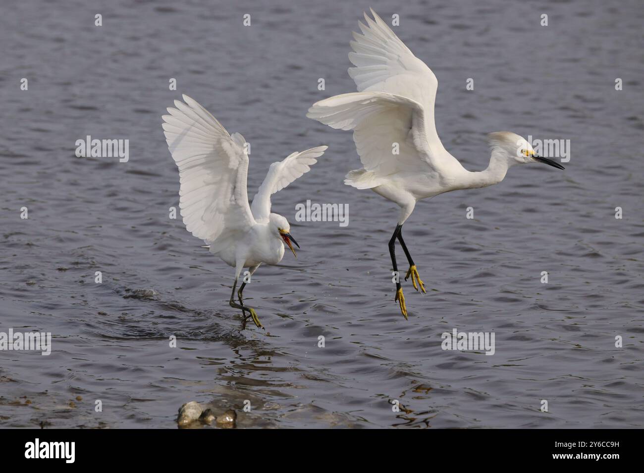 Zwei weiße Reiher in der Mitte des Fluges über einem Gewässer, die ihre Flügel und Interaktion zeigen. Stockfoto