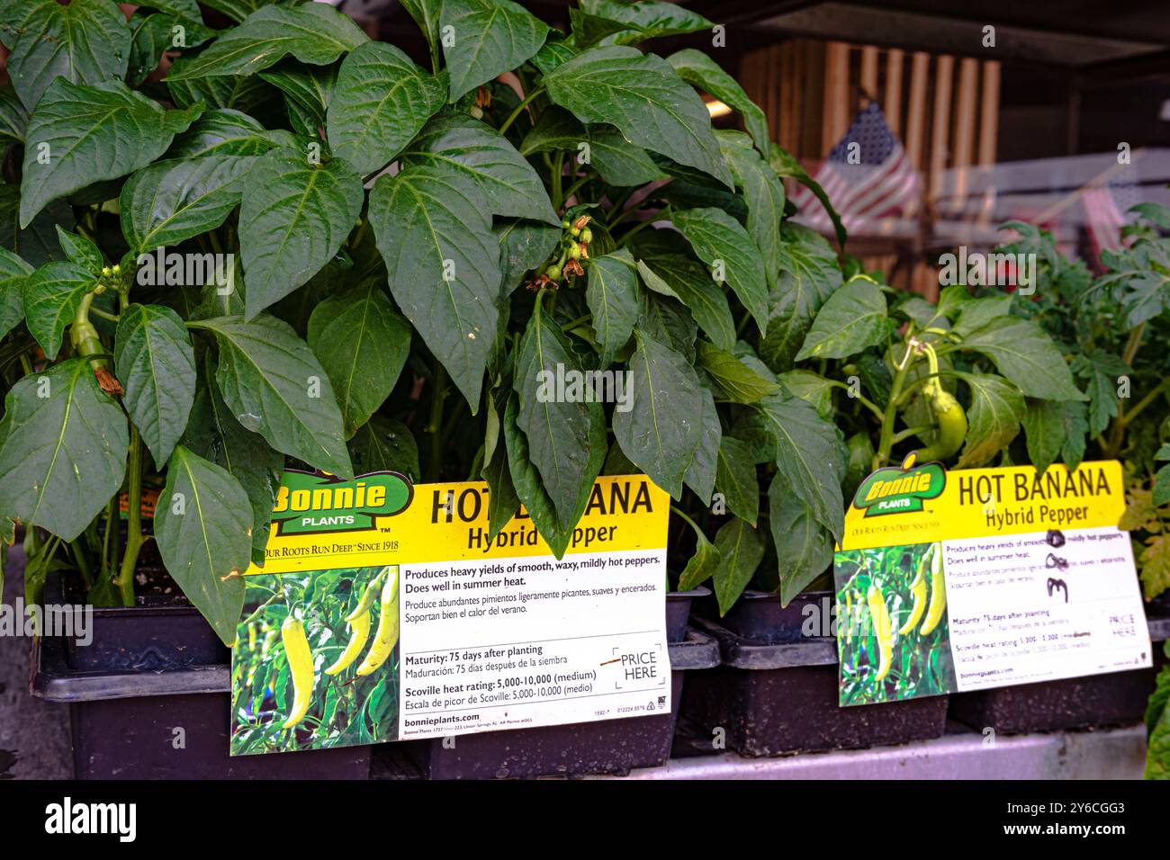 Ein illustratives redaktionelles Bild von Pfefferpflanzen der Marke Bonnie Plants in einer Außenanzeige. Stockfoto