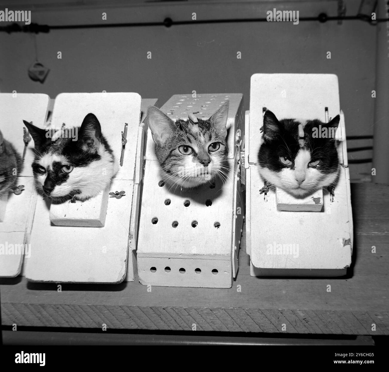 Paris , Frankreich : Warten auf ihre Raketen . Einige der Weltraumkatzen in der Ausbildung am flugmedizinischen Zentrum. Sie werden in gleicher Weise Lärm- und Bewegungsprüfungen unterzogen wie menschliche Raumfahrer. Notieren Sie die Elektrodenanschlüsse an jedem Kopf . Felicette im Zentrum. 1963 Stockfoto