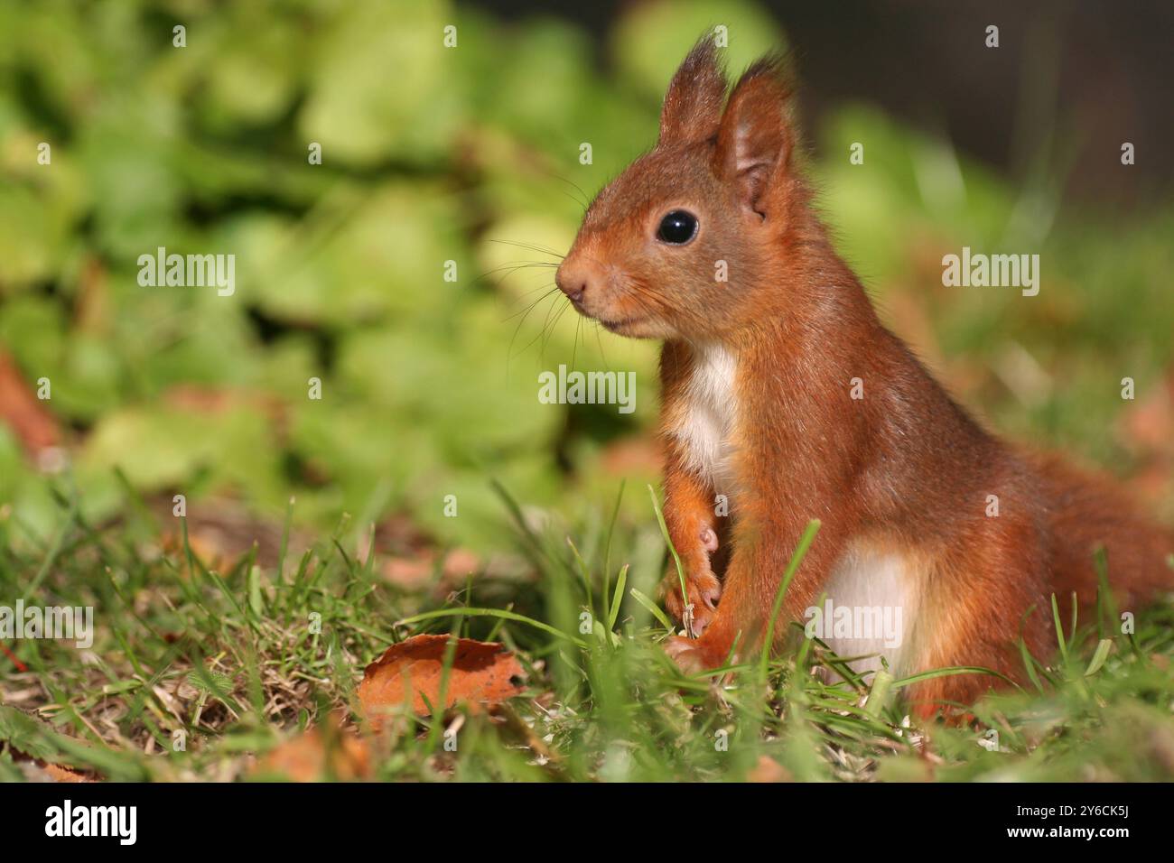 Das eurasische Rothörnchen (Sciurus vulgaris), das eine kurze Pause auf der Nahrungssuche einnimmt. Deutschland Stockfoto