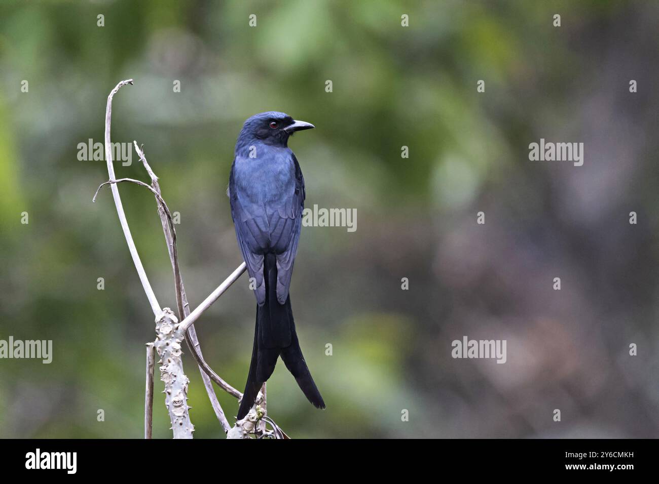 Ashy Drongo, Dicrurus leucophaeus, Pangolakha Wildlife Sanctuary, Sikkim, Indien Stockfoto