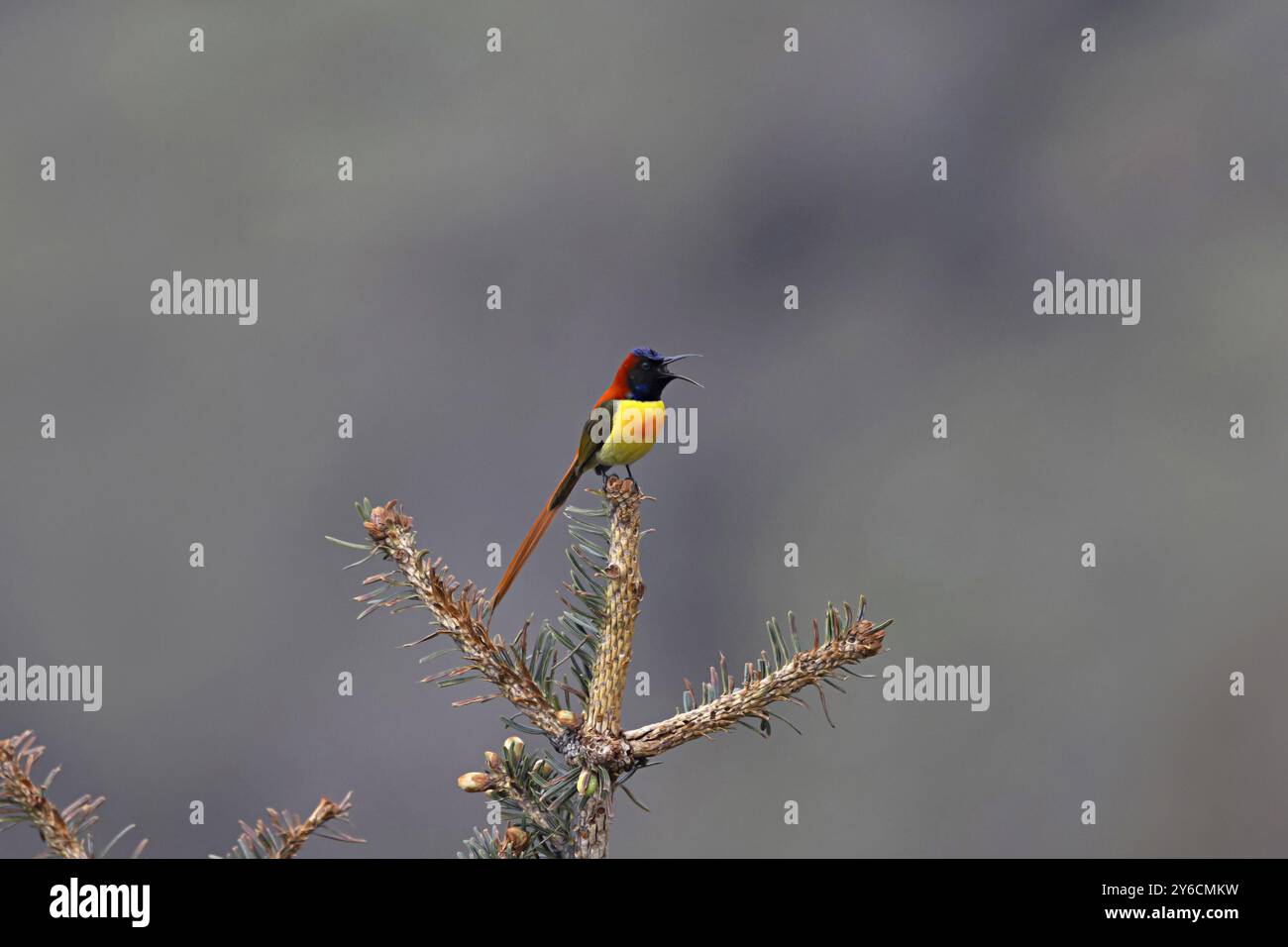 Feuerschwanzsonnenvogel, Aethopyga ignicauda, männlich, Pangolakha Wildlife Sanctuary, Sikkim, Indien Stockfoto