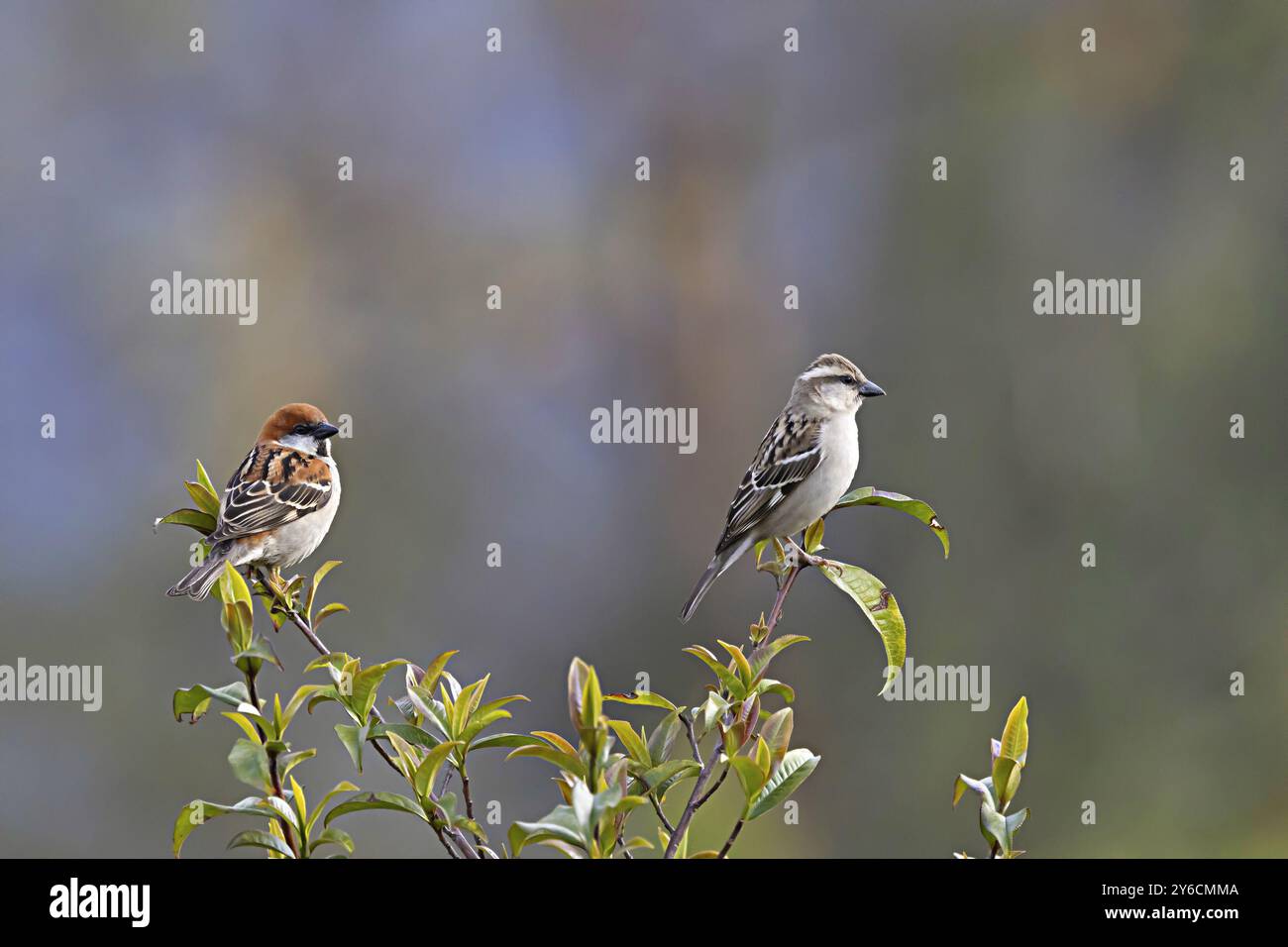 Russet Sparrow, Passer Cinnamomeus, Sikkim, Indien. Stockfoto