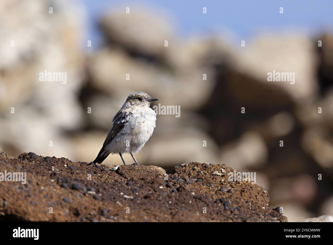 Black Redstart, Phoenicurus ochruros, Ladakh, Indien Stockfoto