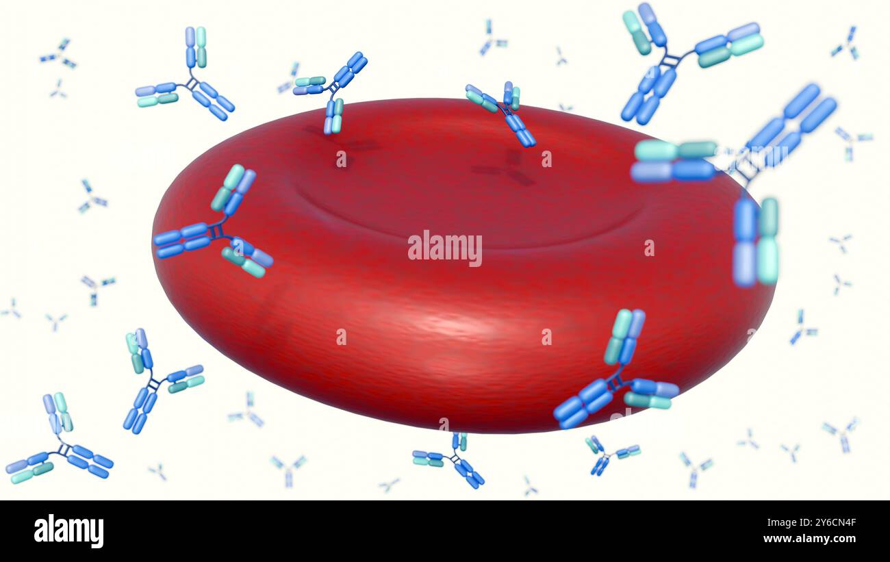 3D-Rendering von Antikörpermolekülen, die um Erythrozyten oder Erythrozyten verstreut sind. Stockfoto