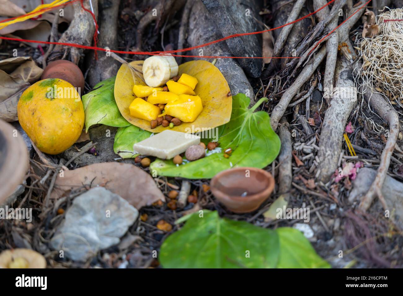 Gottesdienste des heiligen Banyan-Baumes mit Opfergaben am Tag anlässlich des Banyan-Baumpfanbetungsfestes, (MwSt. Savitri Puja) Indien. Stockfoto