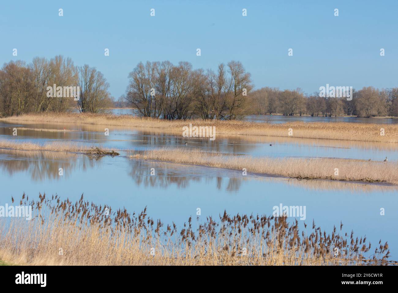 Hochwasser im Biosphärenreservat Elbe. Niedersachsen, Deutschland Stockfoto