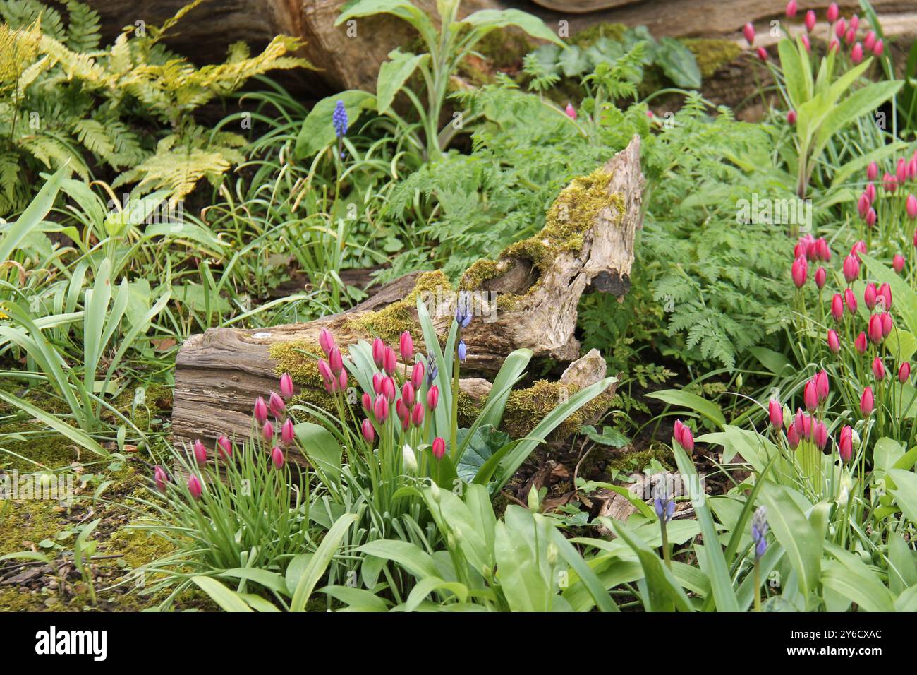 Die Blumen um einen dekorativen Holzbaumstumpf. Stockfoto