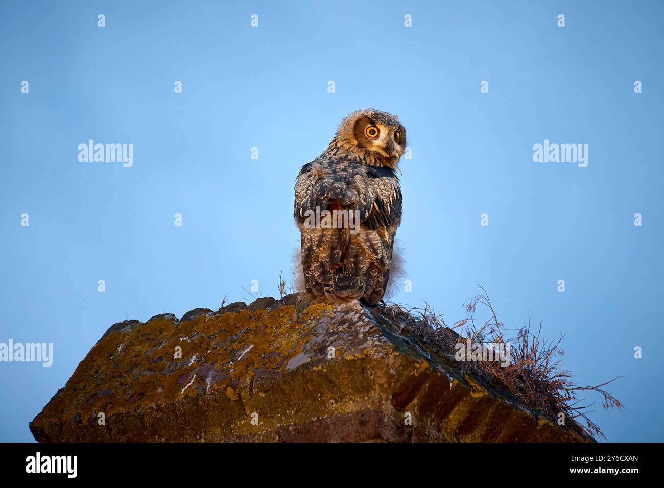 Uhu (Bubo Bubo). Eulenkugel steht an einer Kirchenwand. Deutschland Stockfoto