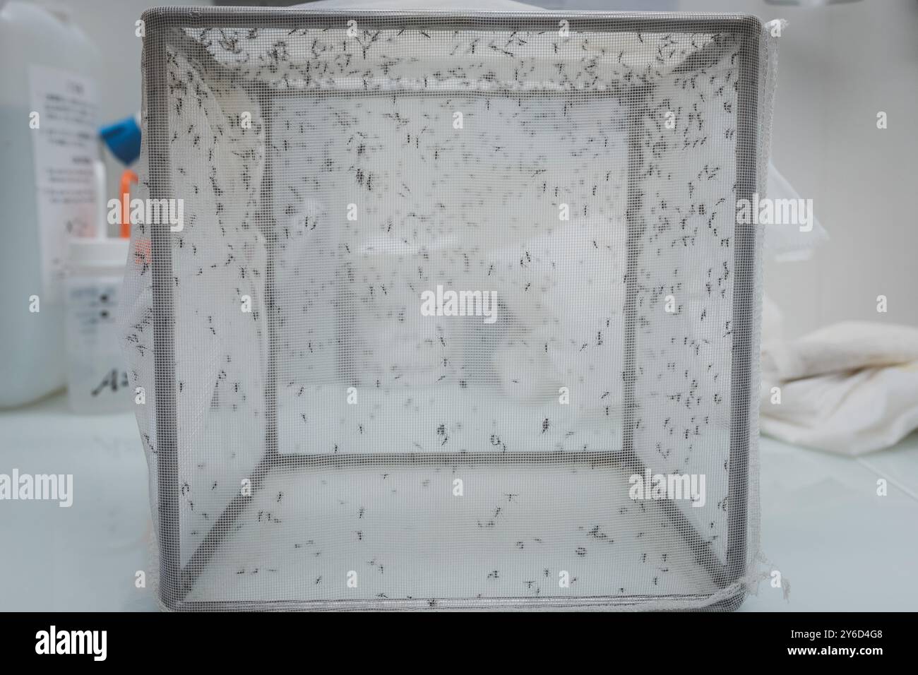 Untersuchungen über die Tigermücke am französischen Nationalen Forschungsinstitut für nachhaltige Entwicklung in Montpellier. Bekämpfung der Verbreitung der Stockfoto