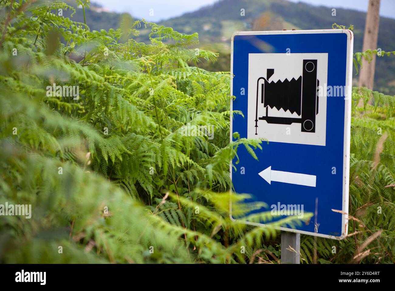 Aussichtspunkt Straßenschild halb versteckt von vielen großen Farnen. Vegetationsmanagement am Straßenrand Stockfoto