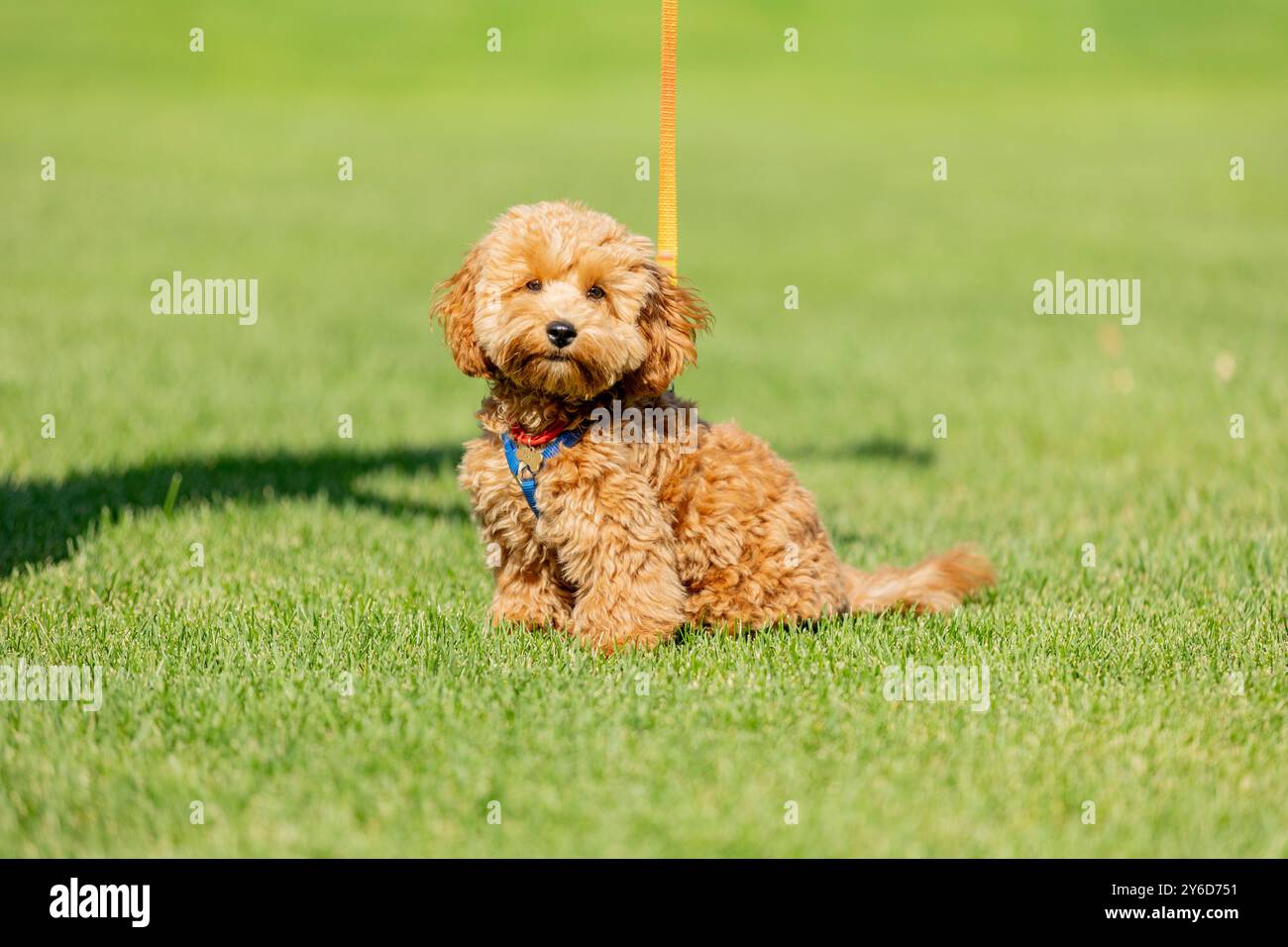 Süßer Maltipoo Hund auf grünem Gras im Sommerpark Stockfoto