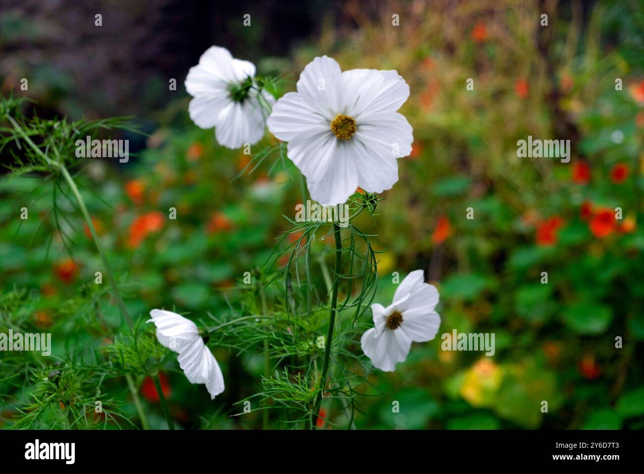 Weiße Cosmos-Reinheit-Blüten halbhart jährlich blühend wächst im September-Garten mit orangefarbenen Kapuzinerkressen Wales UK KATHY DEWITT Stockfoto