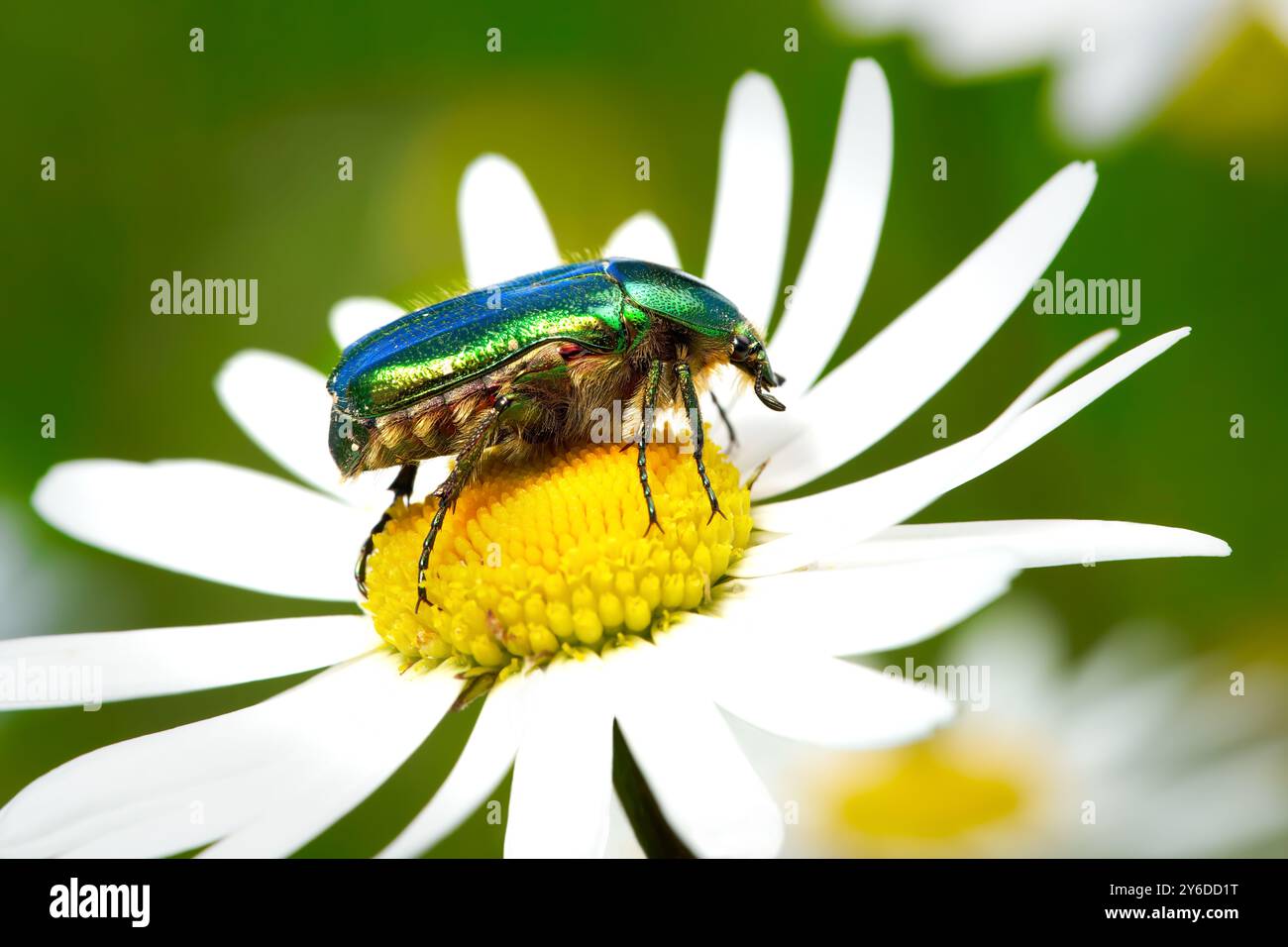 Grüner Rosenspender (Cetonia aurata) in Seitenansicht auf eine margueritenblume Stockfoto